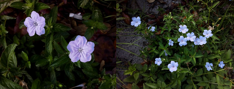 [Two photos spliced together. On the left are two fully opened blooms with the lower right one facing the camera and the upper left one facing slightly to the left. These blooms each have five wide petals with the edges touching or overlapping. They are slightly wrinkled in the centers. At the center of each bloom are several short white stamen. The leaves are dark green. On the right are 13 petunias mostly facing upward amid the low greenery on the ground. Several flower have petals touching, but most are surrounded by the plant's green leaves. These flower have more of a light blue tint because of the bright sunlight on them.]